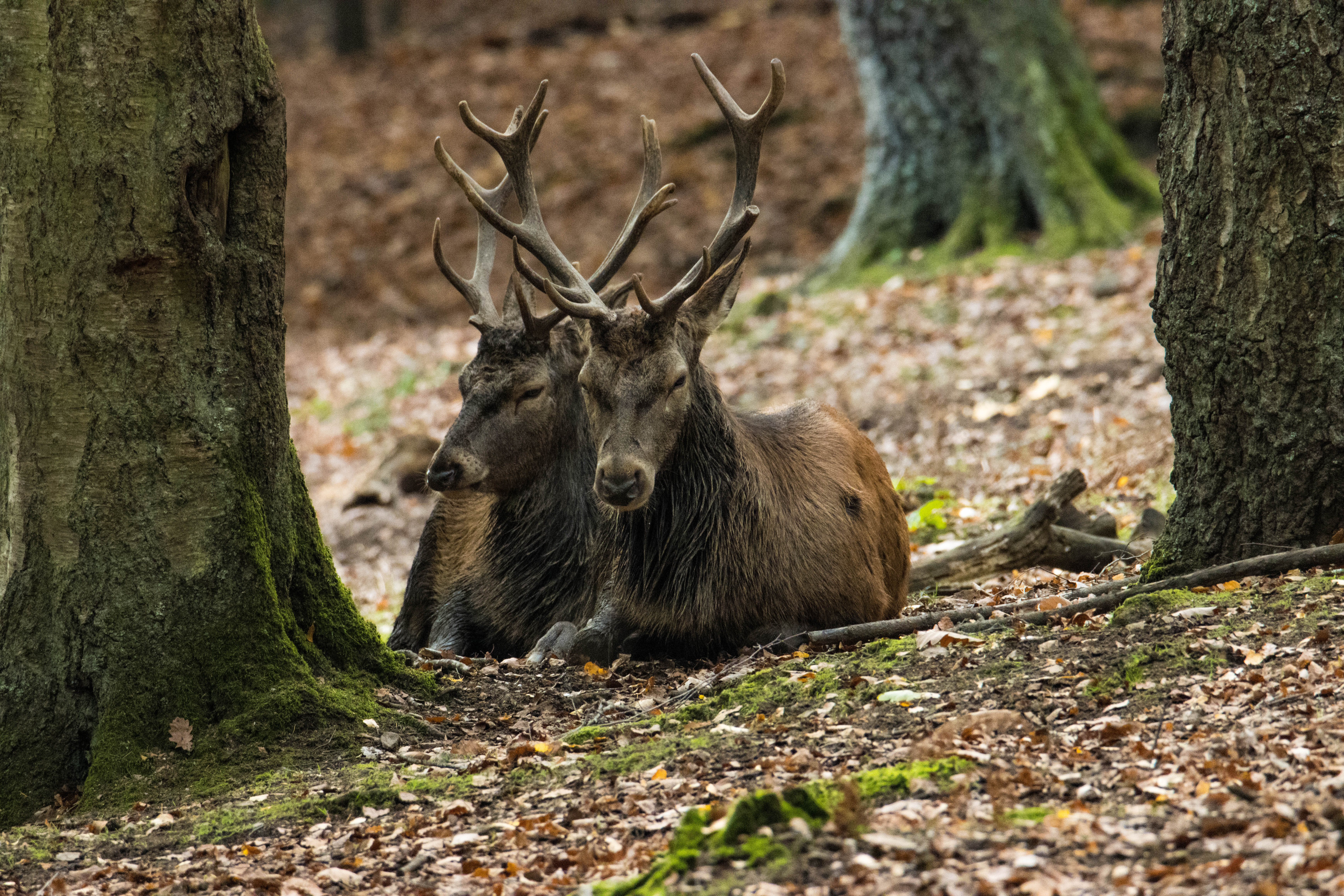 Cerf élaphe-_MG_3950.jpg